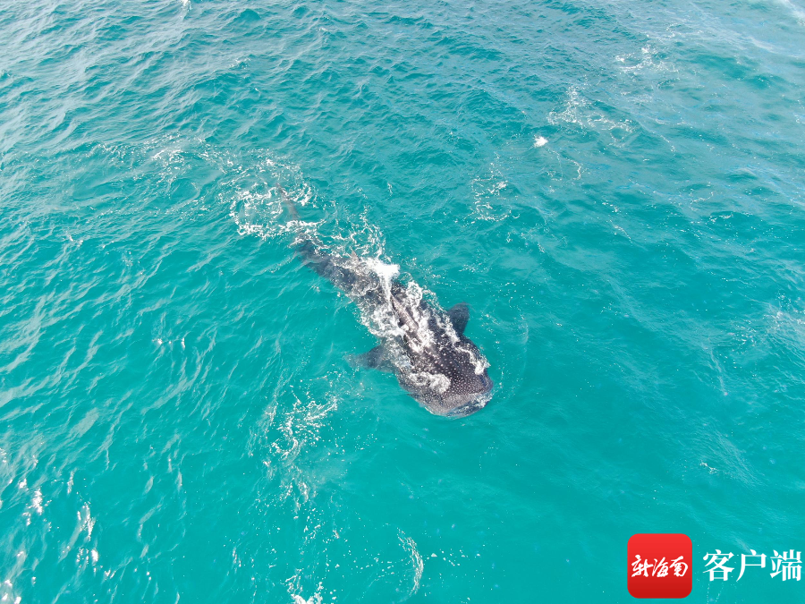 视频 | 哇！海南分界洲岛海域现鲸鲨集体觅食